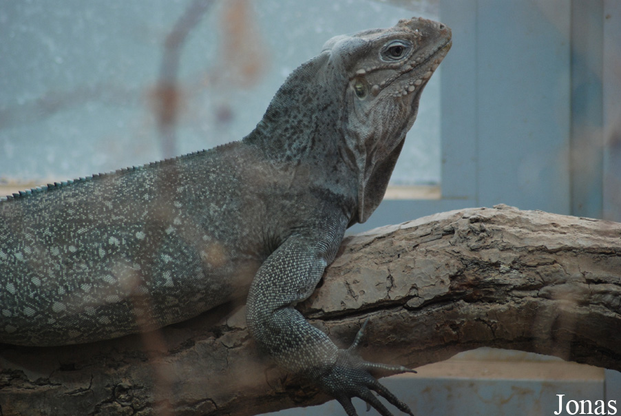 Cyclura cornuta